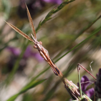 empusa_pennata5md (Empusa pennata)