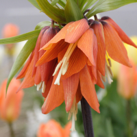 fritillaria_imperialis2md