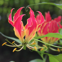 gloriosa_superba2md