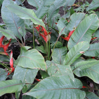 Heliconia stricta (Heliconia, Héliconie, Balisier)