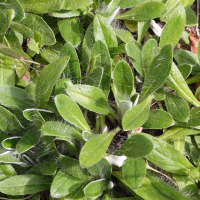 Pilosella lepeleteriana (Épervière de Lepèletier)