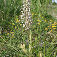 himantoglossum_hircinum3sd