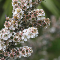 leptospermum_lanigerum3md