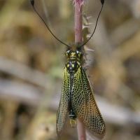 libelloides_longicornis2bd