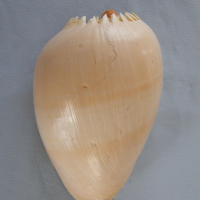 Melo aethiopica (Volute éthiopienne)