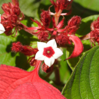 Mussaenda erythrophylla (Mussaenda rouge)