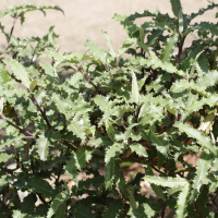 Olearia ilicifolia (Oléaria)