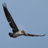 pelican_brun_-_pelecanus_occidentalis4bd