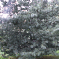 Pinus wallichiana (Pin bleu, Pin de l'Himalaya)