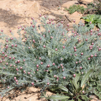 Platycapnos spicata ssp. spicata (Fumeterre en épi)