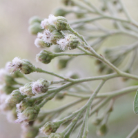 Pluchea carolinensis (Pluchea)