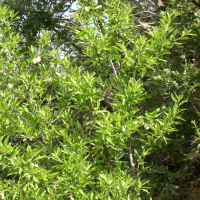 Prunus dulcis (Amandier)