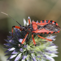 rhynocoris_cuspidatus4bd