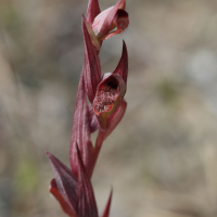 Serapias bergonii (Orchidée, Sérapias)