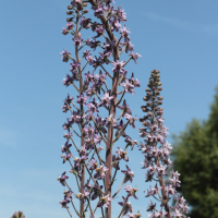Staphisagria picta ssp requienii (Pied-d'Alouette de Requien)