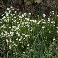 Rabelera holostea (Stellaire holostée)