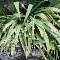 Allium moly (Ail d'Espagne, Ail doré)
