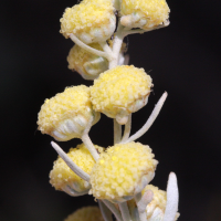 artemisia_arborescens4md (Artemisia arborescens)