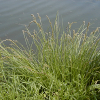 carex_disticha3md (Carex disticha)