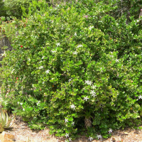 carissa_macrocarpa4amd (Carissa macrocarpa)