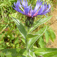 centaurea_montana5md (Centaurea montana)