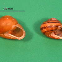Cepaea hortensis (Escargot)