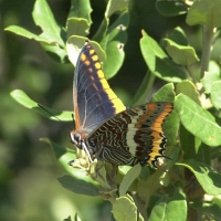 charaxes_jasius2md (Charaxes jasius)