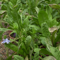 Cichorium intybus var. sativum (Chicorée amère)