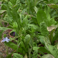 cichorium_intybus_sativum1md (Cichorium intybus var. sativum)