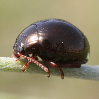 cryptocephalus_nitidus4md (Cryptocephalus nitidus)