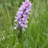 Dactylorhiza x wiefelspuetziana (Orchis)