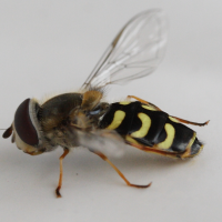 dasysyrphus_pinastri2md