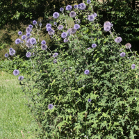 Echinops exaltatus (Echinops de Hongrie)