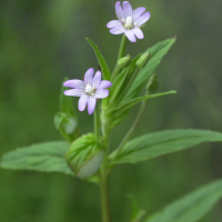 Epilobium_tetragonum