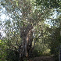 Eucalyptus camaldulensis (Eucalyptus à bec)