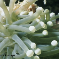 Euphyllia glabrescens (Corail à longs tentacules)