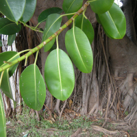 ficus_benghalensis3md