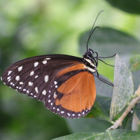 heliconius_hecale3md