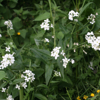 hesperis_matronalis3md