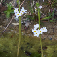 hottonia_palustris2md