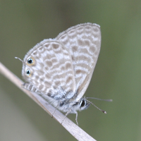 Leptotes pirithous (Azuré de la luzerne)