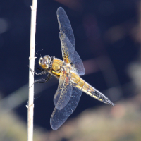 libellula_quadrimaculata4md