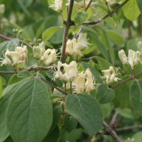 lonicera_xylosteum5md