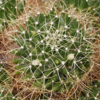 Mammillaria decipiens ssp. camptotricha (Mammillaria)