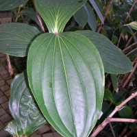 medinilla_speciosa2md