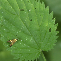 Nemophora degeerella (Adèle de De Geer)