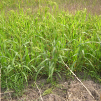 Panicum miliaceum (Millet, Millet cultivé, Millet des oiseaux, Mil d'Inde)