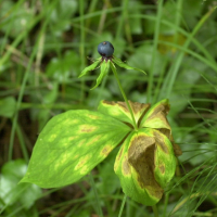 Paris quadrifolia (Parisette à 4 feuilles)