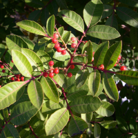 pistacia_terebinthus6md