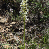 platanthera_bifolia6bd